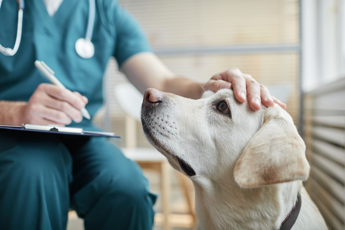 As consultas veterinárias preventivas são fundamentais para manter a saúde e o bem-estar dos animais de estimação. 
                        Durante essas consultas, o veterinário realiza uma avaliação completa, incluindo exame físico, atualização de vacinas 
                        e orientações sobre alimentação e cuidados gerais. O objetivo é detectar precocemente sinais de doenças e oferecer 
                        medidas preventivas, como vermifugações e controle de parasitas. Essas visitas regulares ajudam a garantir que os 
                        pets permaneçam saudáveis e ativos, além de promover a longevidade. A prevenção é sempre mais eficaz e econômica 
                        do que o tratamento, por isso, agendar consultas periódicas é essencial para o cuidado adequado dos nossos amigos de quatro patas.