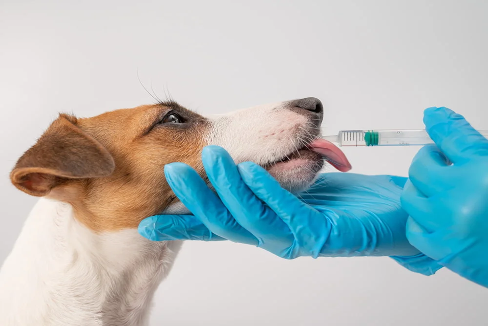 A medicação em animais é um aspecto crucial do cuidado veterinário, utilizado para tratar doenças, aliviar dor
                        e promover a recuperação. Os veterinários prescrevem medicamentos de acordo com o diagnóstico, considerando 
                        fatores como o tipo de animal, peso e condições de saúde. As opções de medicação incluem antibióticos, anti-inflamatórios, 
                        analgésicos e medicamentos para condições crônicas, como diabetes e doenças cardíacas. É fundamental que os tutores 
                        sigam rigorosamente as orientações sobre dosagem e frequência, além de estar atentos a possíveis efeitos colaterais. 
                        O uso adequado de medicamentos não só melhora a saúde dos pets, mas também garante uma recuperação mais rápida e eficaz, 
                        contribuindo para o bem-estar geral dos animais.